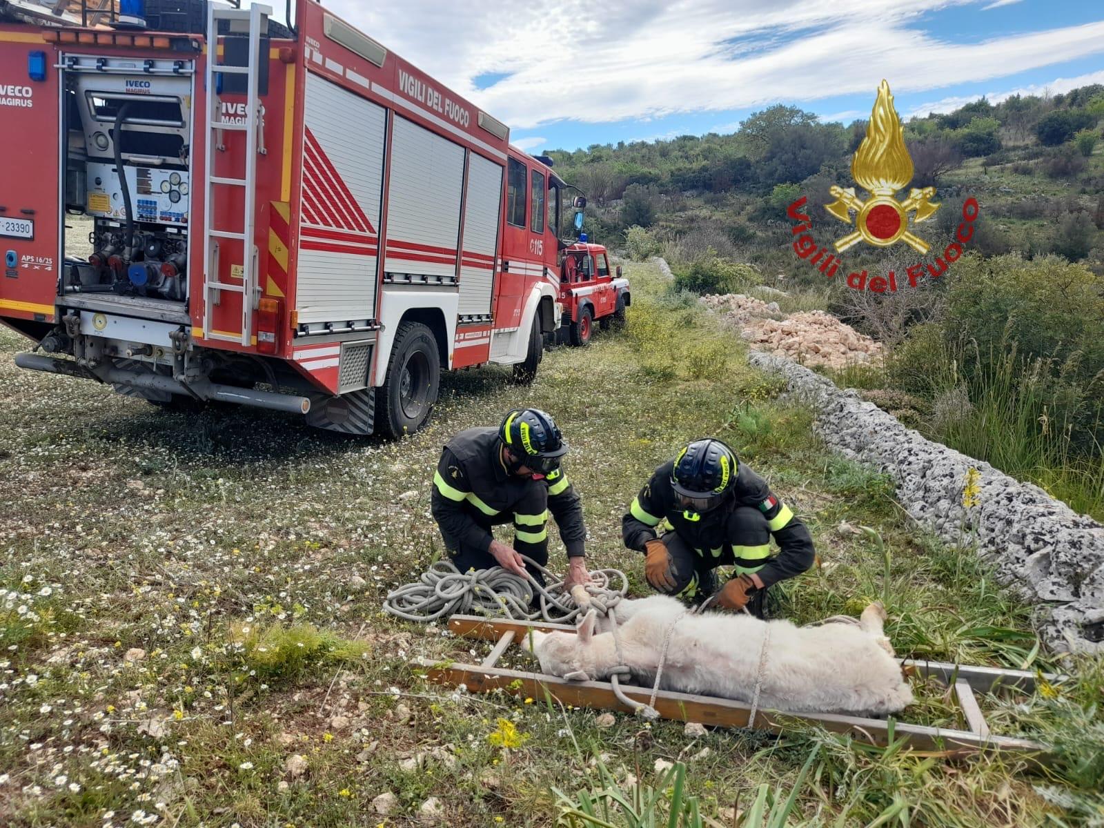Sicilia – Palazzolo Acreide: i Vigili del fuoco recuperano vitellino caduto in un burrone